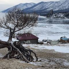 Бухта Песчаная. Здесь растут необычные «ходульные» деревья.  - Поездка на зимний Байкал 5-13 февраля 2021 год.