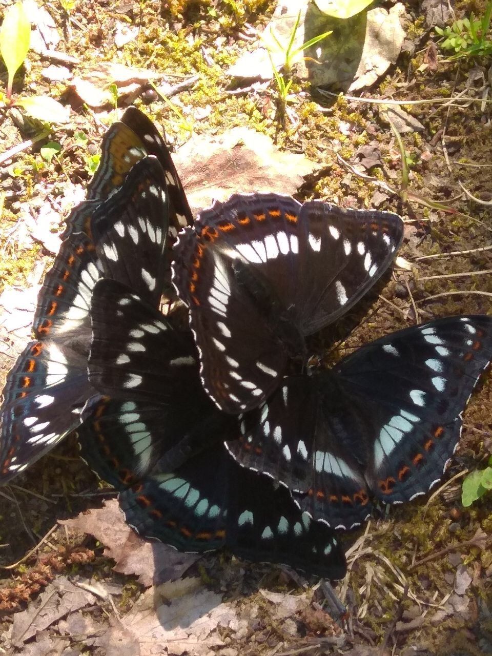 Провожала нас гора волшебным танцем бабочек. - Поездка группы «Вестники» на гору Карандаш 13 июня 2021 года.