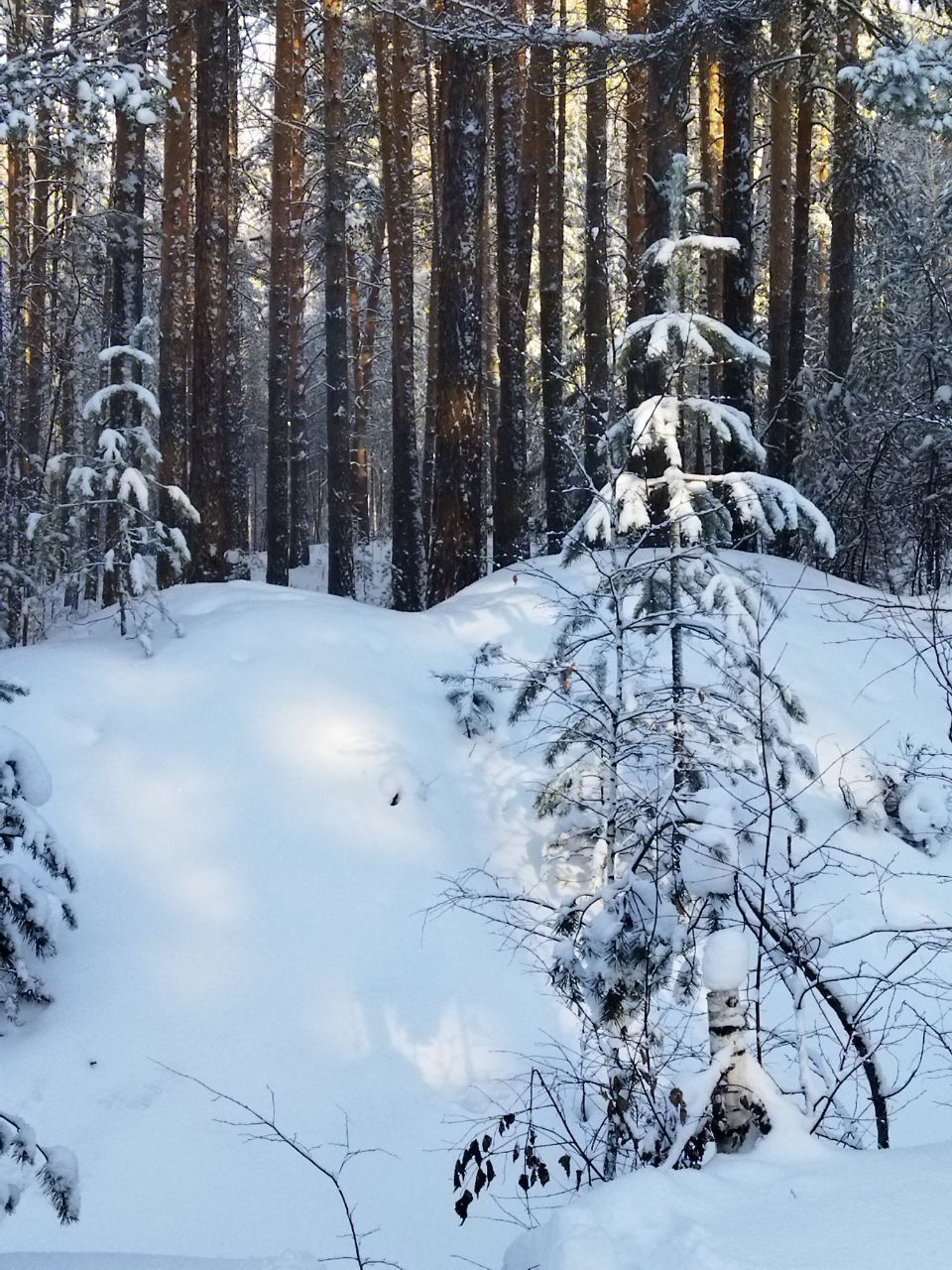 Зимний лес невероятно красив. - Поездка группа «Вестники» на Большой Бугор 9 января 2022 года.